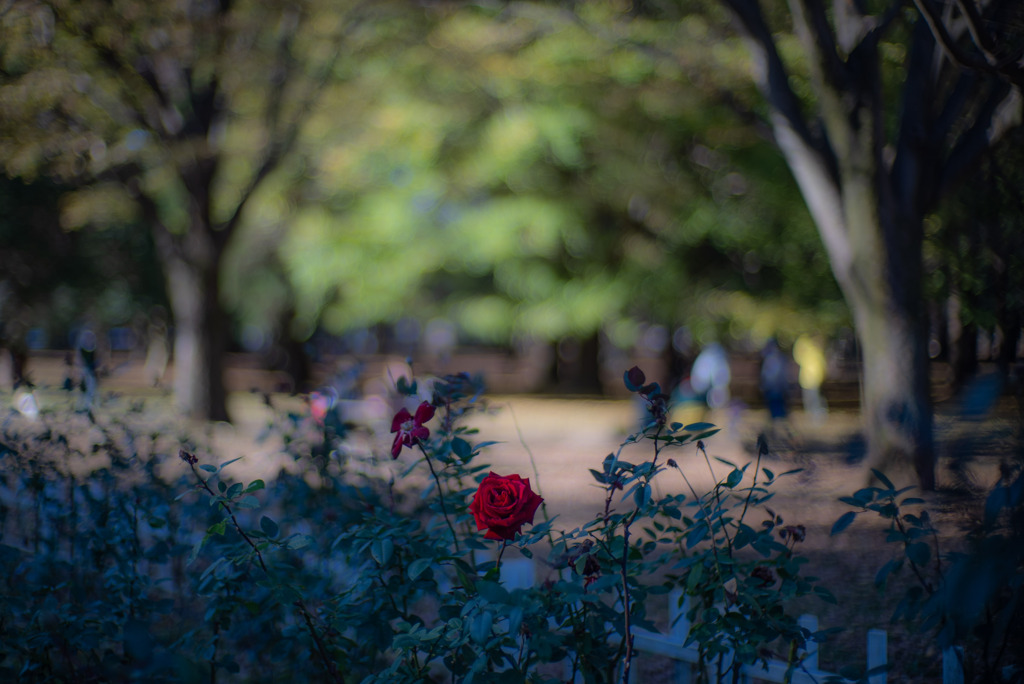 代々木公園の薔薇