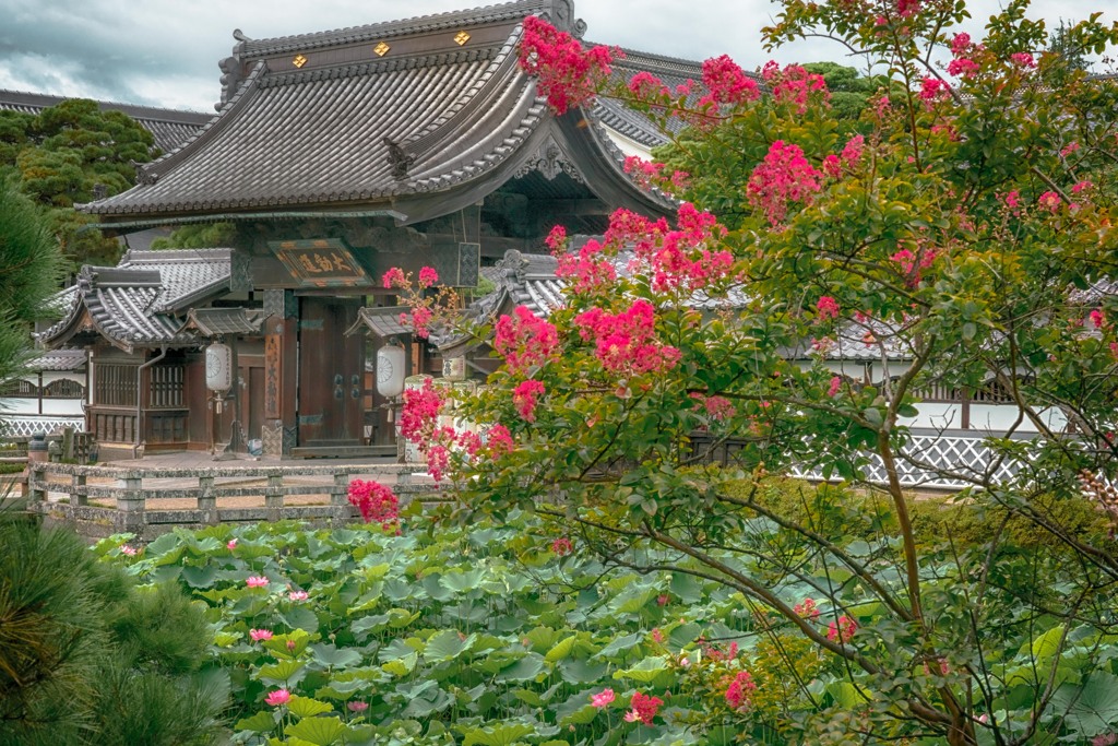 長野善光寺　蓮池