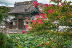 長野善光寺　蓮池