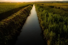 夕景　琵琶湖近くの用水路