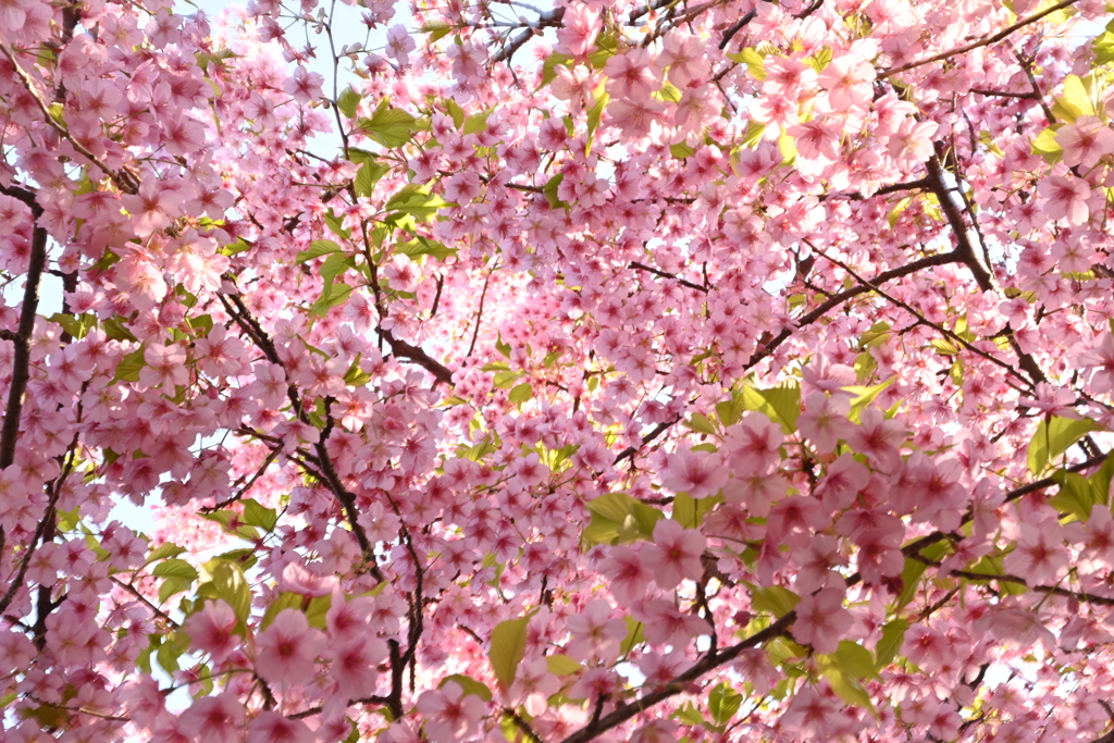 花の下にて・・・