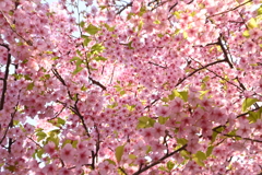 花の下にて・・・