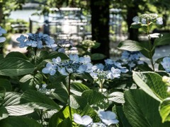 ジャングルジムと紫陽花と