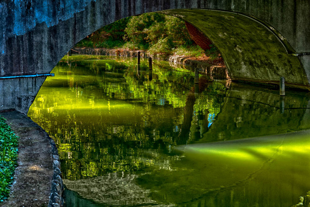 緑の水辺