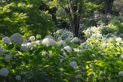 昭和記念公園のアジサイロード