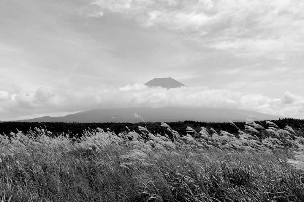 すすきと富士山（モノクロ）