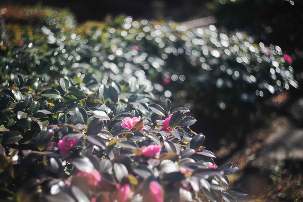 さざんか（たぶん）