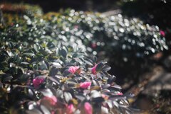 さざんか（たぶん）