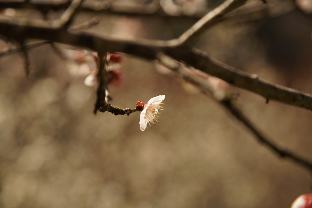 木下沢梅林　高尾山