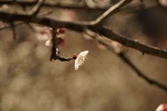 木下沢梅林　高尾山