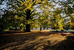 新宿御苑の夕日
