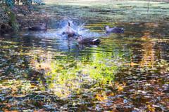 暴れんぼうカモ