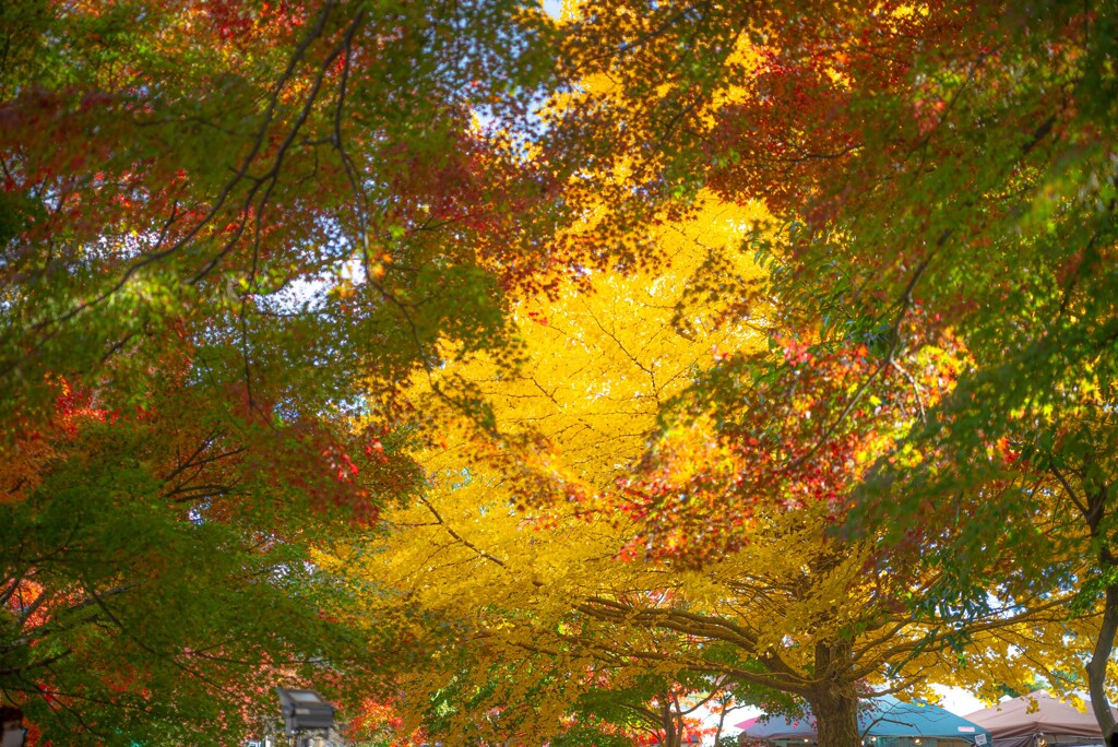 モミジとイチョウ