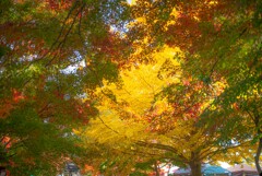 モミジとイチョウ