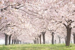 小布施の桜