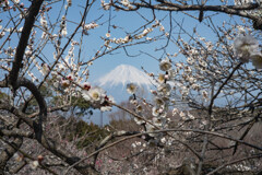 岩本山公園　梅と富士山