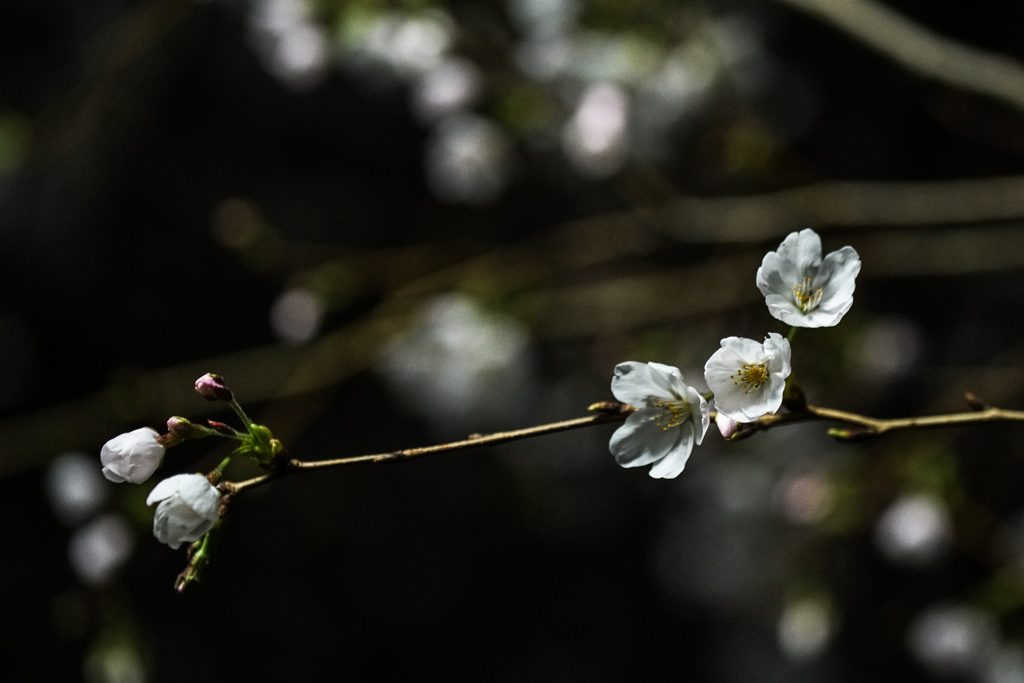 夜桜