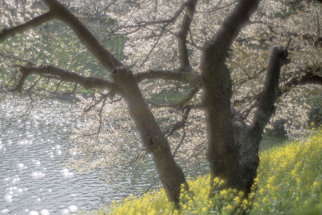 千鳥ヶ淵　菜の花（煌き強調版）