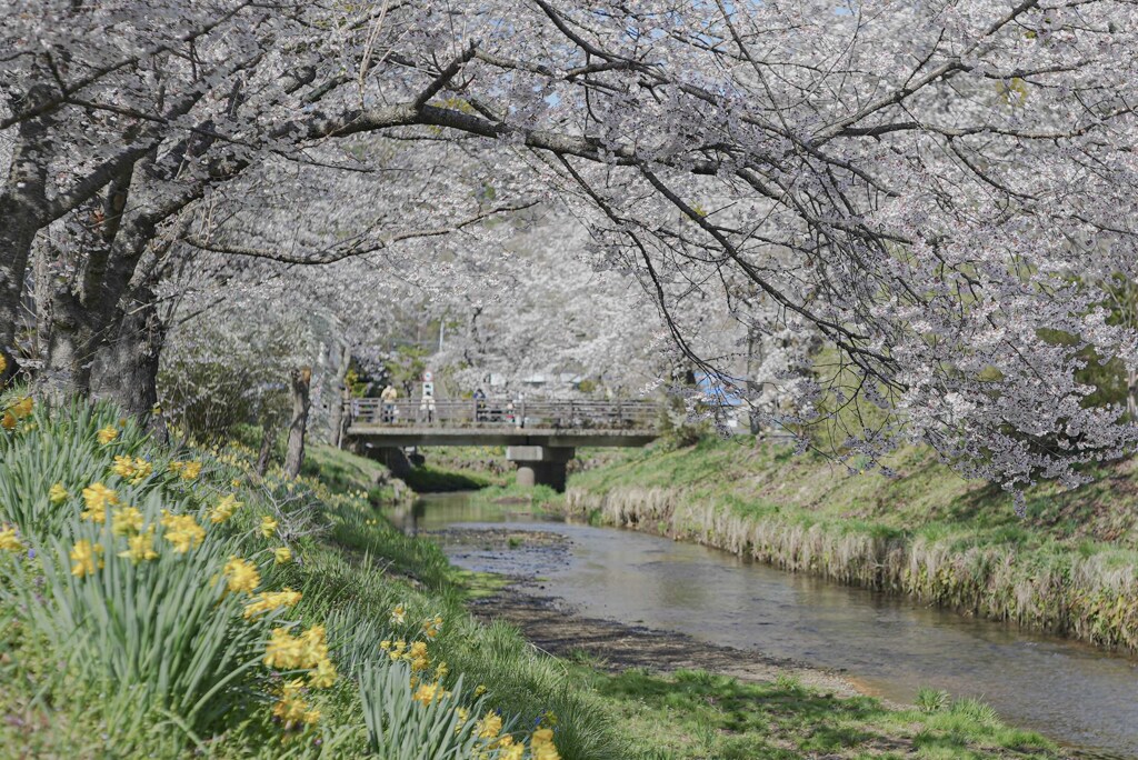 山中湖　忍野八海近くの桜
