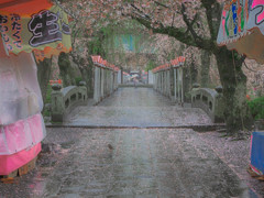 雨と小鳥と参道と