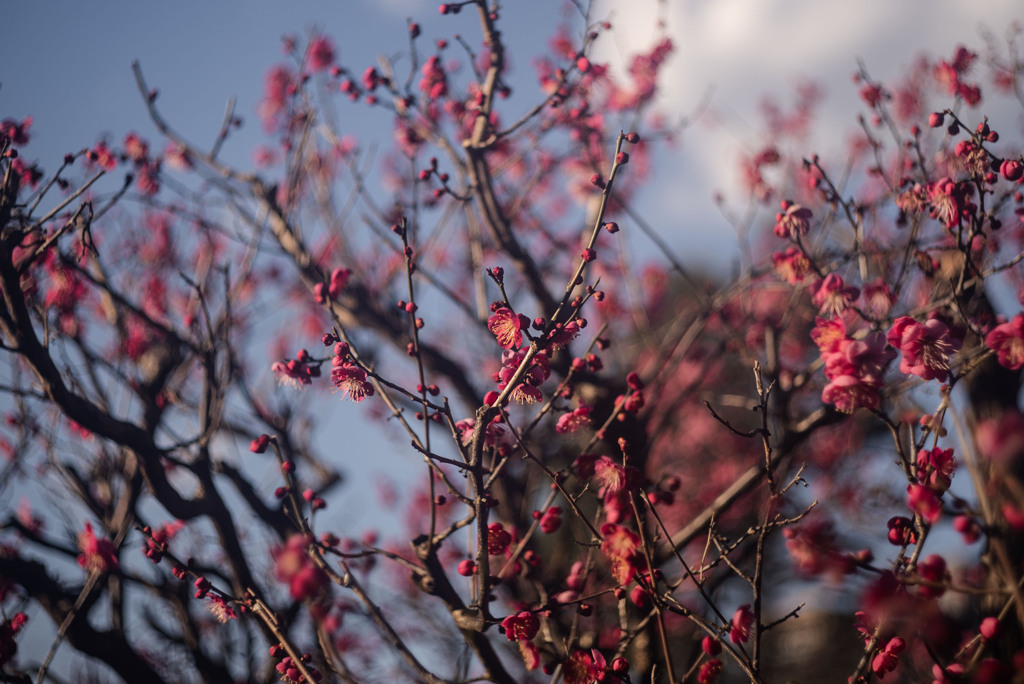 梅が咲いてた　赤