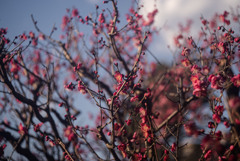 梅が咲いてた　赤