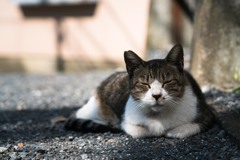 眠たそうな猫を一枚