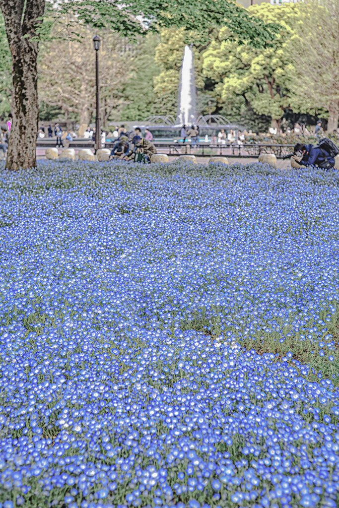 ネモフィラ 日比谷公園