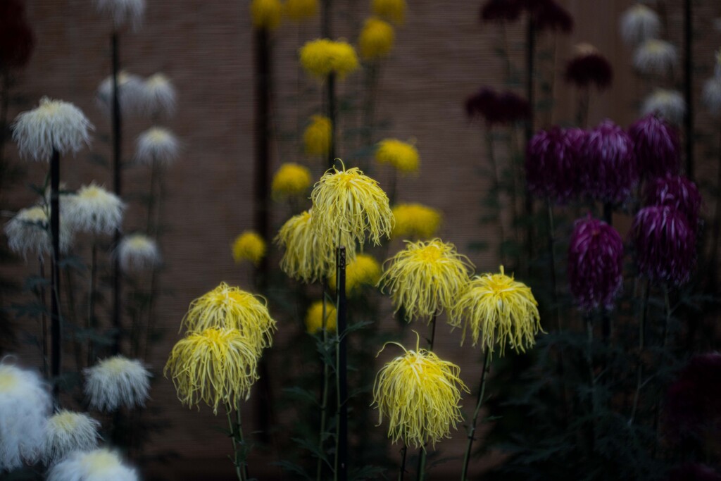 錦糸卵にしか見えない