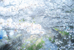 小さな川の桜