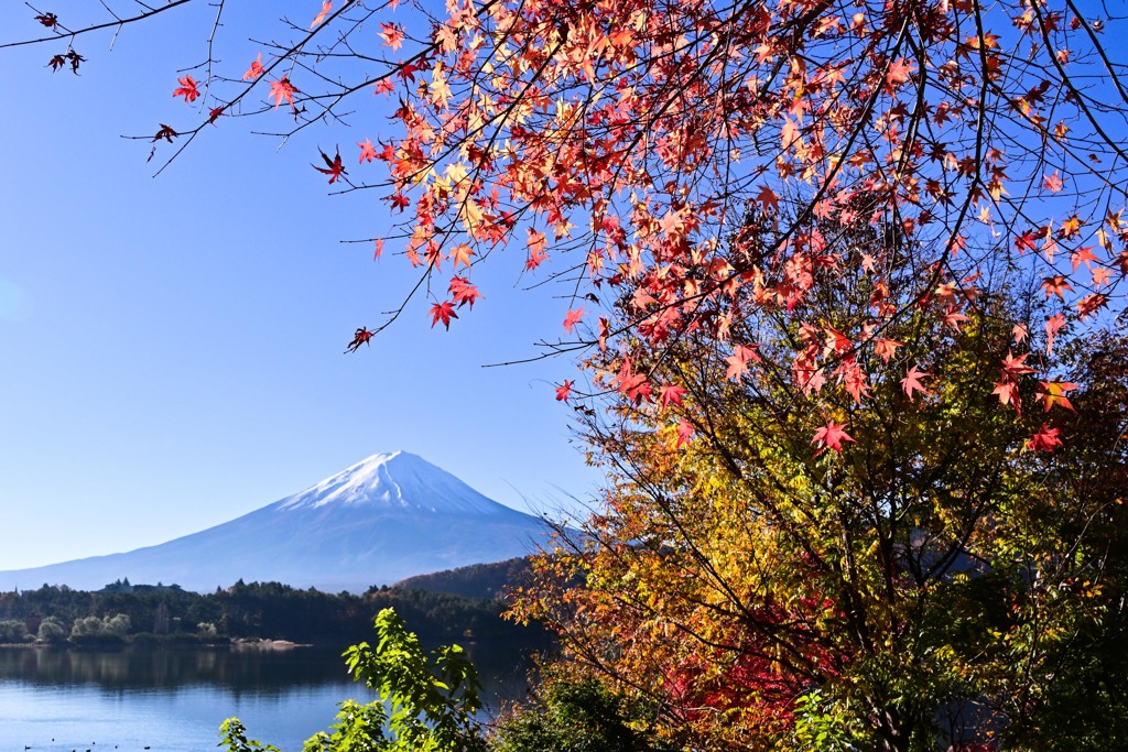 河口湖　もみじトンネル
