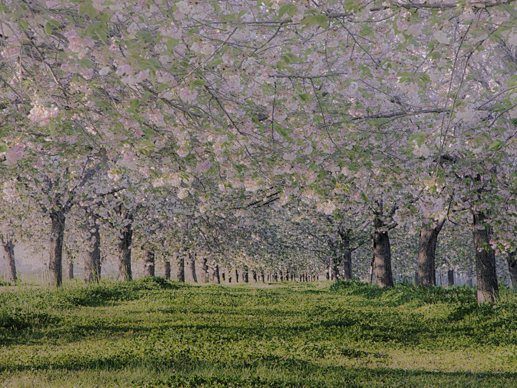 小布施の桜
