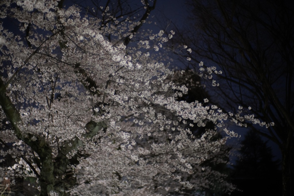 夜ザクラ
