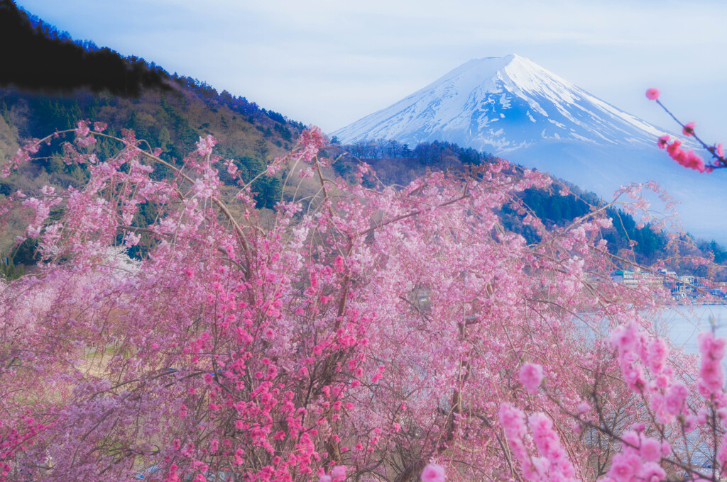 春の富士山