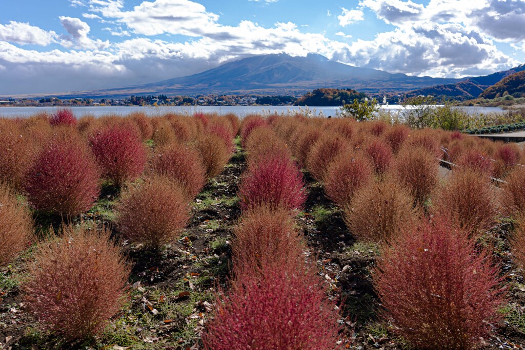 河口湖　大石公園のコキア