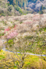 春景色