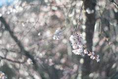 一段絞ると