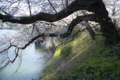 スミレと桜　千鳥ヶ淵