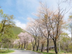白樺と山桜