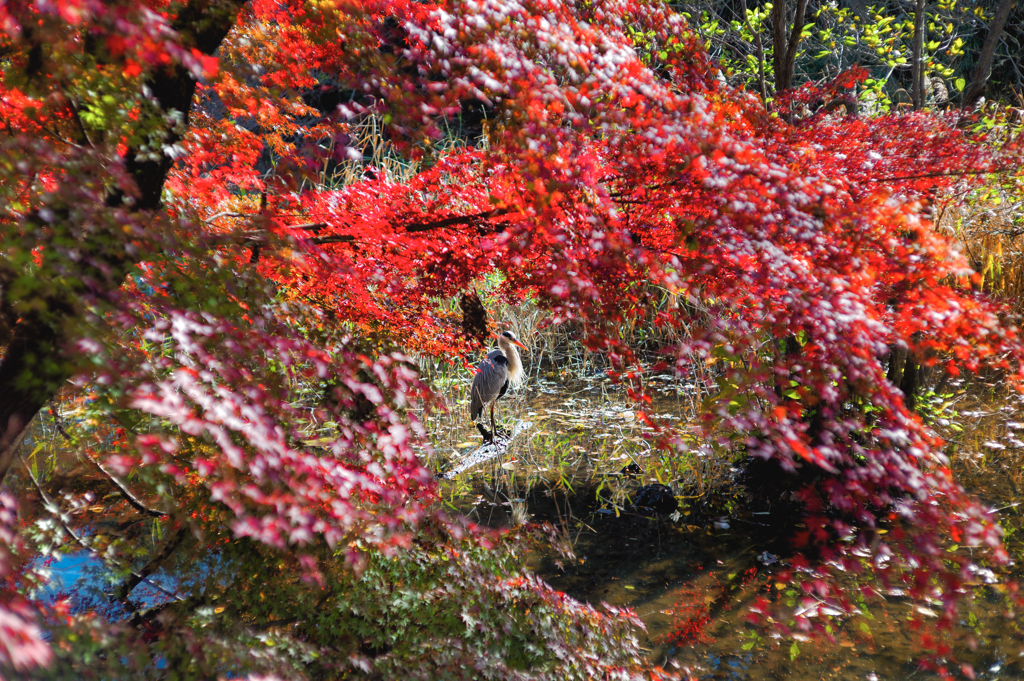 紅葉
