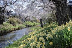 春の忍野