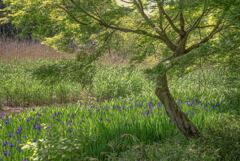 カキツバタ　（たぶん）