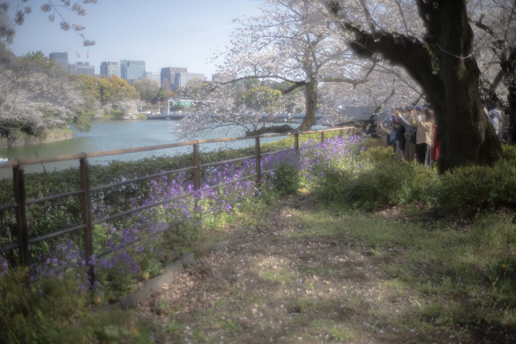 千鳥ヶ淵　遊歩道