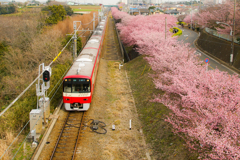 三浦海岸駅（小松ヶ池公園）の河津桜