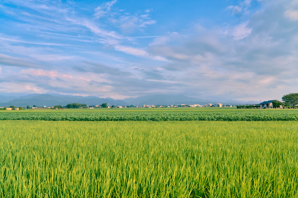 田園