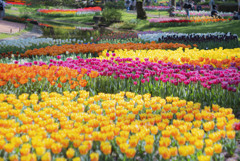 昭和記念公園のチューリップ