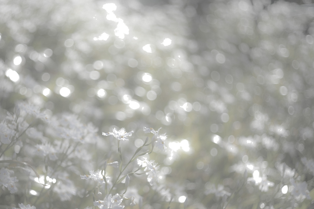 釈迦の花