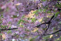 葉桜気味