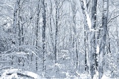 雪林