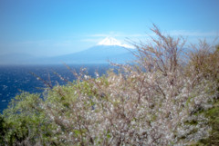 オールドレンズ